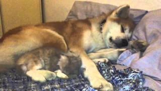 So Sweet . Raion E Giuggiola