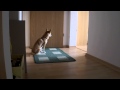 Shiba Inu パパに置いてけぼりにされて鳴いちゃう柴犬の子犬