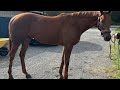 English bay teddy 2020 thoroughbred gelding