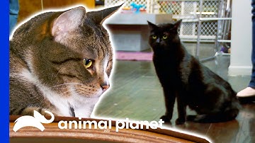 Keeping These Two Cats From Fighting Won