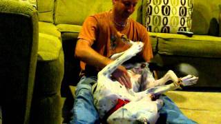 Somersaulting Amstaff Terrier