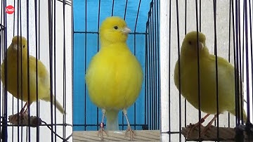 Selecting in search of a clear yellow hen for breeding