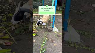 Goat looking for food mbe embe | mazaya song | funny goat eid al-adha 2025 #shorts #fun #trending