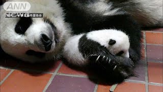 赤ちゃんパンダを腕枕・・・28日からは名前の応募始まる(17/07/26)
