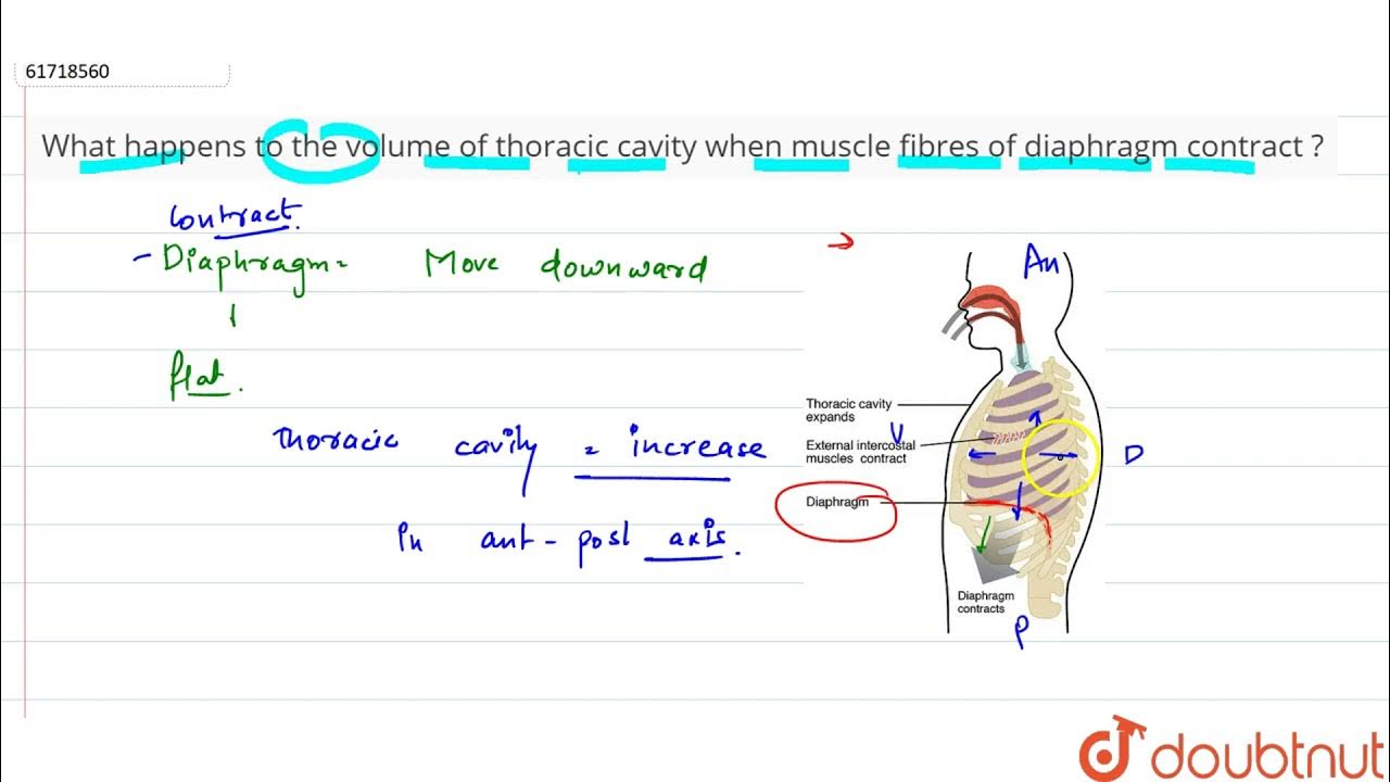 What happens to the volume of thoracic cavity when muscle fibres of