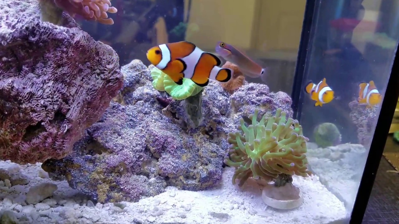 Fluval Evo V - Update 9 - New Fish - YouTube