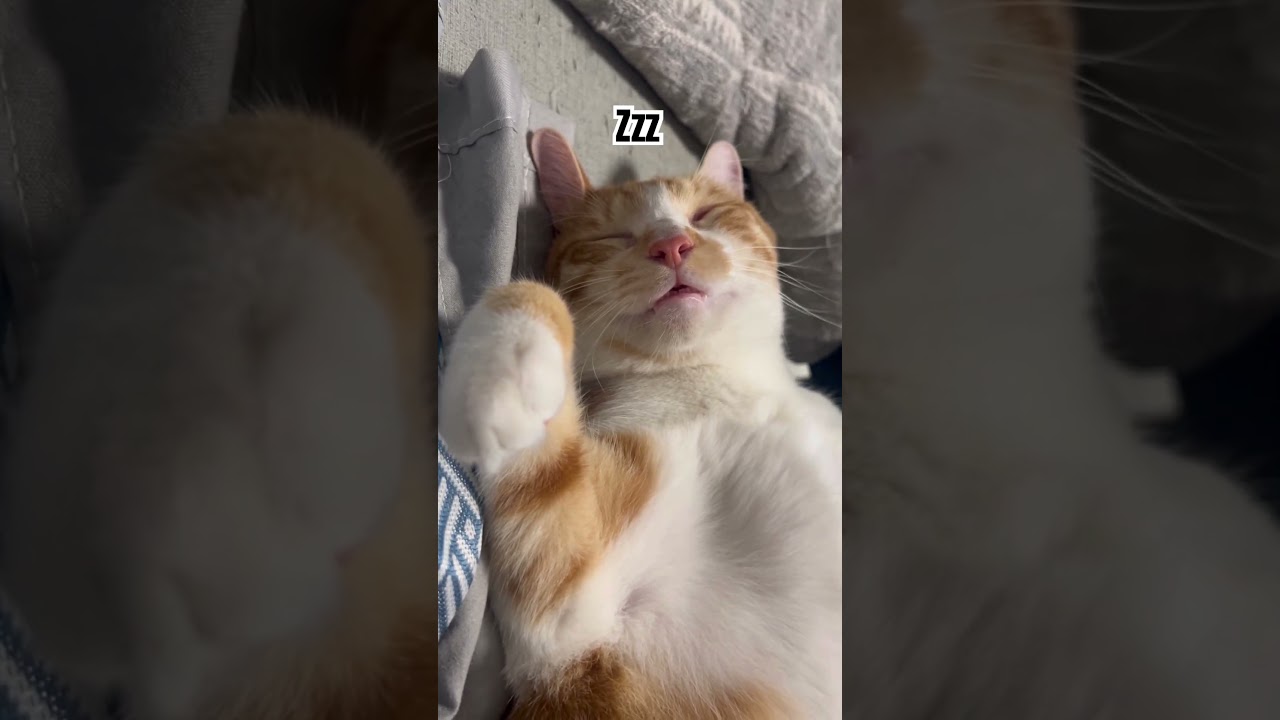 很好睡 #cat #貓咪日常 #pets #寵物友善日常 #cute #喵哥是萌新 #funny #cutecat #寵物 #catlove #animals #chat #貓咪 #可愛い 縮圖