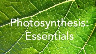 Photosynthesis (essentials)