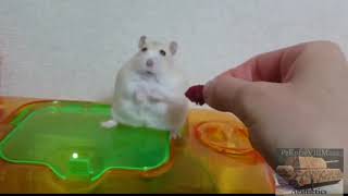 Hamster 1 thousand yard stare