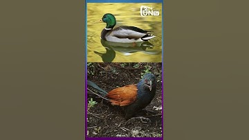 Bắc Kim Thang | Sự Thật Bí Ẩn Đằng Sau Bài Hát Thiếu Nhi Nổi Tiếng Nhất Việt Nam #Shorts