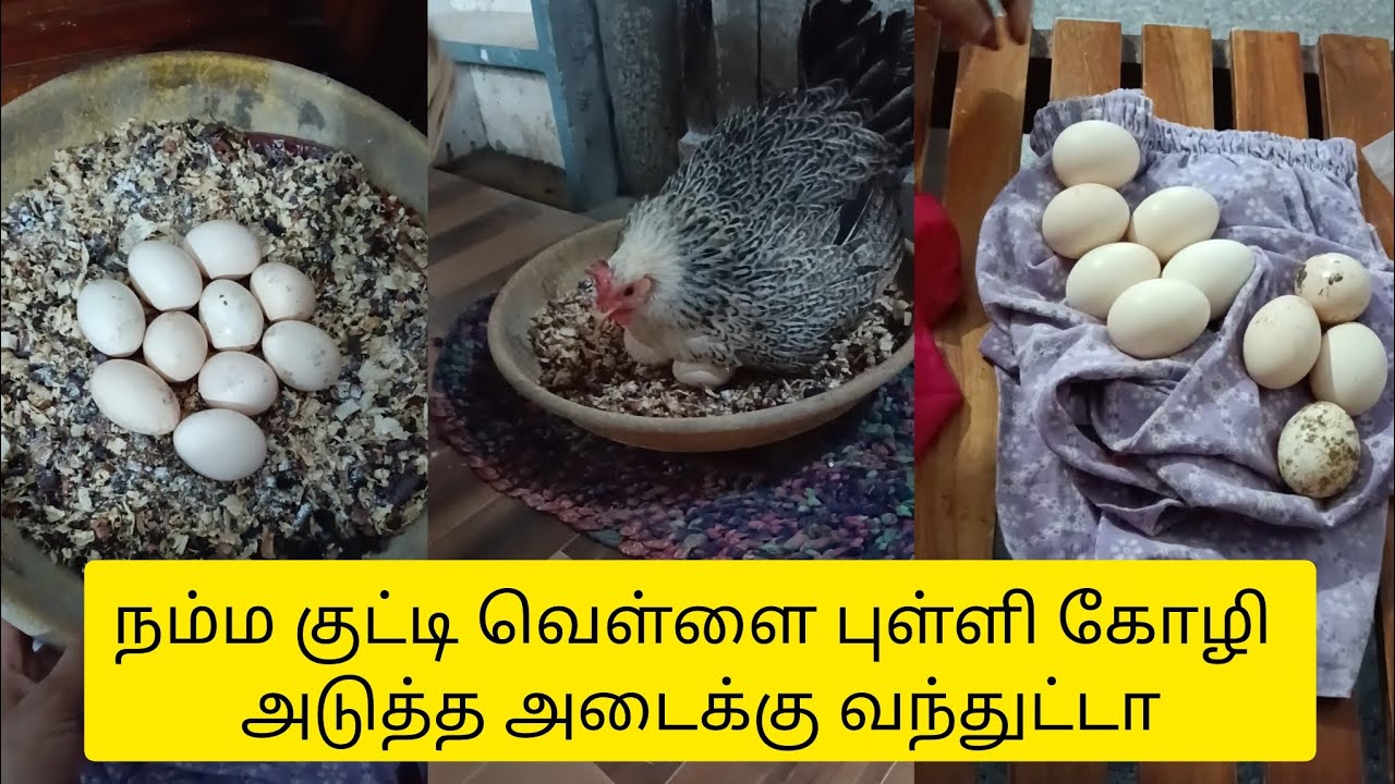 🐔வாங்க கோழி அடை வைக்கலாம்#minivlog#srhenhouse#kozhi#egg#கோழி அடை வைப்பது#chicken#tamil#நாட்டுக்கோழி