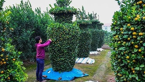 Đi về vựa quất lớn nhất Việt Nam mua quất chơi tết nguyên đán