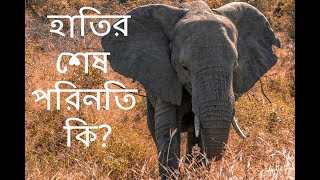 আমাদেরই হাতিদের রক্ষা করতে হবে ।। We have to Protect the Elephants.