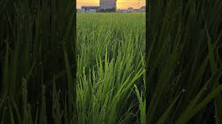 稲の溢泌（いっぴつ）