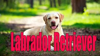 Labrador Retrieve