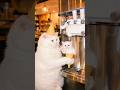 wait for end 😱 #shortsfeed #catvideos  #shortsviral #youtubeshorts