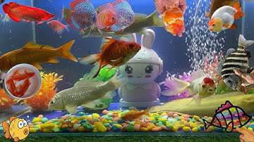 Video Tổng Hợp Động Vật Dễ Thương Đầy Màu Sắc,Hoa,Cây,Cá Mập,Rùa,Rắn,Cá Vàng,Cá Koi,Cá Trê,Cá Tỳ Bà