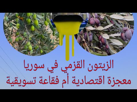 الزيتون القزمي معجزة اقتصادية أم فقاعة تسويقية سوريا ادلب زيتون قزمي مشاريع زراعية