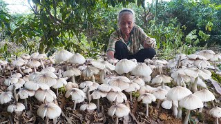 Grandma discovers amazing mushrooms山上不要錢的雞樅菌阿婆早起連撿好幾窩2小時得滿滿一籃玉林阿婆