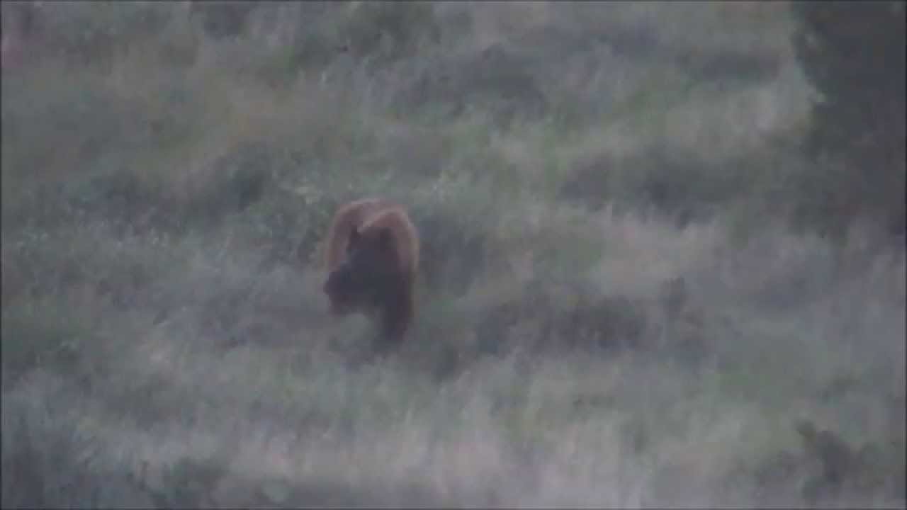 Arizona Archery Bear Hunting Spot and Stalk Arizona Guided Hunts