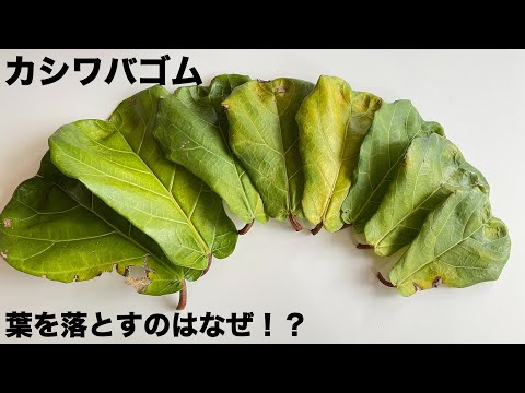 フィカス・リラータの葉が垂れる原因と今すぐできる対処法