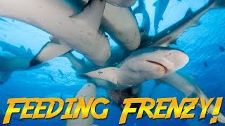 Gray Reef Shark Feeding Frenzy! | JONATHAN BIRD'S BLUE WORLD