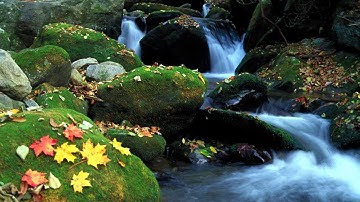 سورة المائدة بصوت القارئ الشيخ فارس عباد