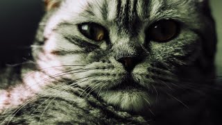 American Shorthair Cat Breed  Cat Weight  Color Compilation #cute #cutecats Cat Breed Video