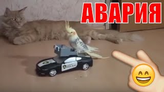 АВАРИЯ Смешной попугай на машине врезался в кошку funny parrot on a car and a cat accident