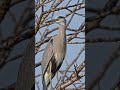 Heron - Amazing Animals