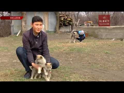 Подросток из Алматинской области вывел гибрид собаки и волка (31. 03.17)