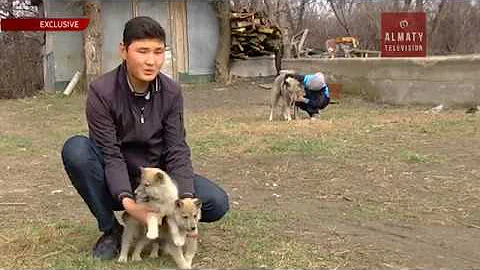 Подросток из Алматинской области вывел гибрид собаки и волка (31. 03.17)