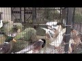 童謡メロディ 8/8  赤とんぼ~動物園へ.mp4