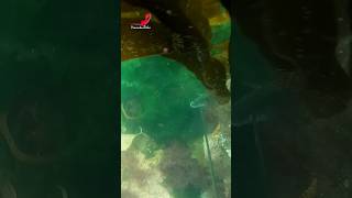 💥 Lubina descansando en el fondo... #shorts #short #pescasub #spearfishing #fishing #fish #ocean