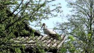 Гость...  Аист (Stork)