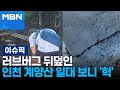 러브버그 뒤덮인 인천 계양산 일대 보니 &#39;헉&#39; 外  | 이슈픽