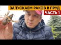 Запускаем раков в пруд. Раки в пруду Часть 1