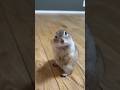 Surah al ikhlaas #egzonibrahimi #سورة_الإخلاص #ikhlas #cute #peacefullsong #nature #quran #animals