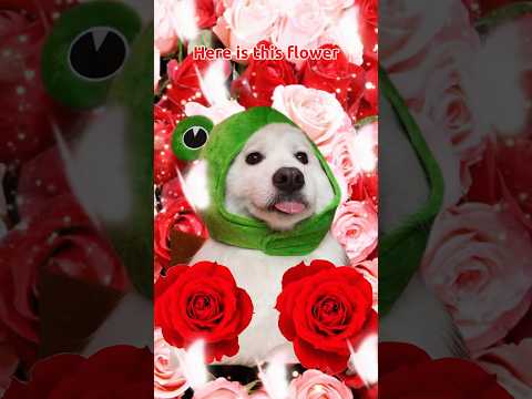Happy Valentines Day