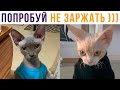 Попробуй не засмеяться! У меня не вышло))) Приколы с котами | Мемозг 612