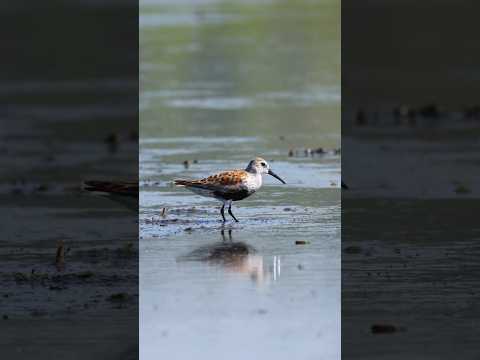 Кулик-чернозобик зондирует почву в поисках еды (лат. Calidris alpina). #птицы #birds