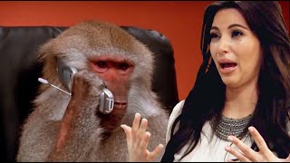 Local Baboon Receives Angry Call From Kim Kardashian