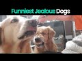 Funny Reactions of Dogs Getting Jealous