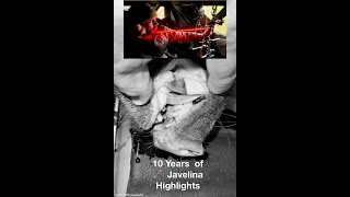 10 Years of Bowhunting Javelina