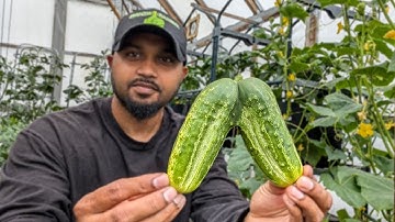 Growing Cucumber in containers (3 & 5 Gal) Quick simple care tips for beginners