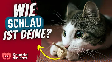 Was für ein IQ hat eine Katze?