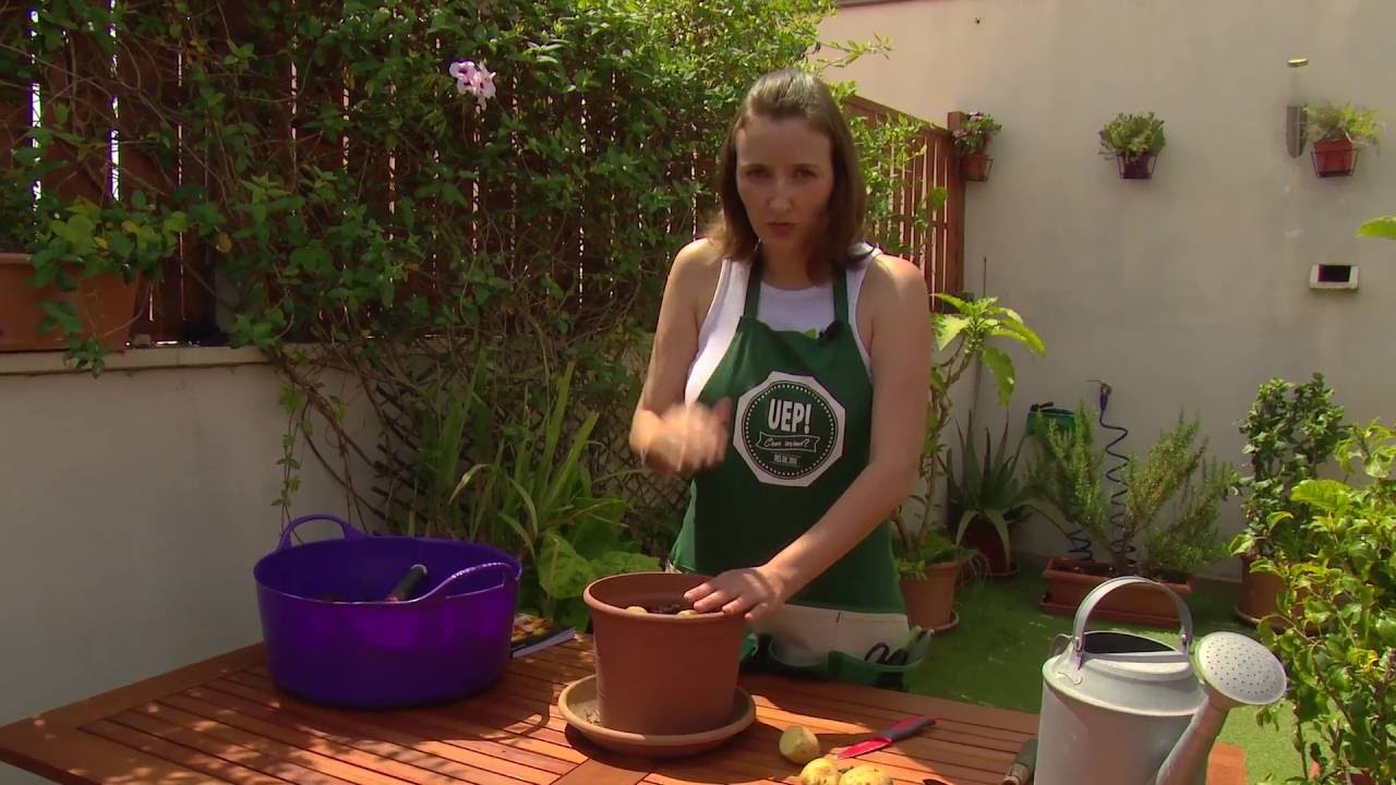 Sembrar patates - Uep IB3