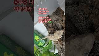 #크레스티드게코 #반려동물 ##동반자#노후계획#연금저축#irp#isa#퇴직후#제2직장#인생2막