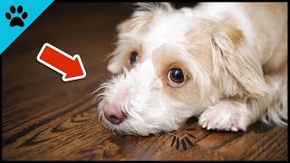 Dogs DO THIS Only When They MISS Someone! by Dogtube 52 views 10 months ago 1 minute, 54 seconds