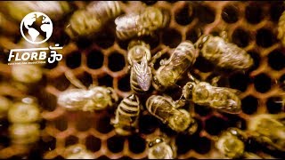 Medicine from Bees: Royal Jelly, Propolis, Pollen and Manuka Honey